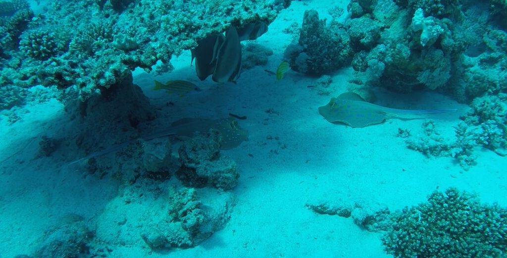 Blaupunktrochen und Riesenfalterfische dösen unter der Fächerkoralle