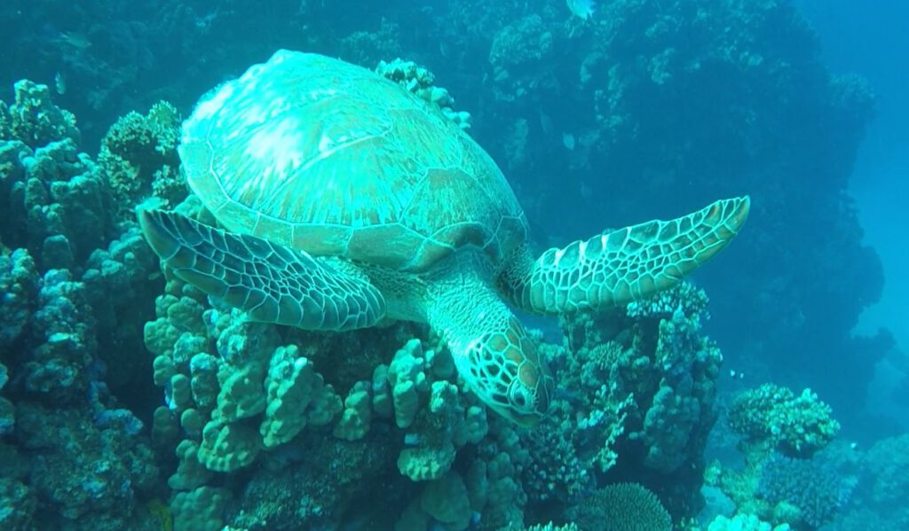 Völlig angstfrei kommen sie auf wenige Zentimeter heran