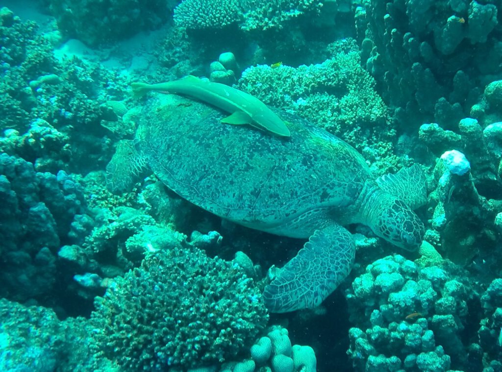 Eine wirklich riesige Schildkröte.