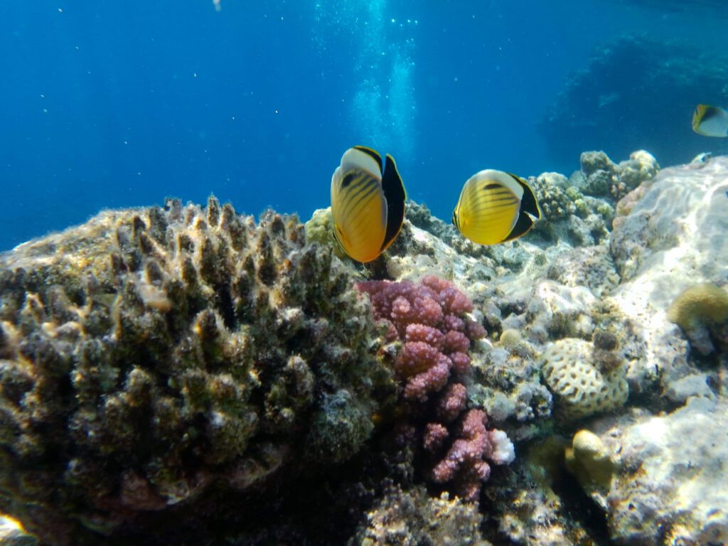 verliebte Polypen-Falterfische