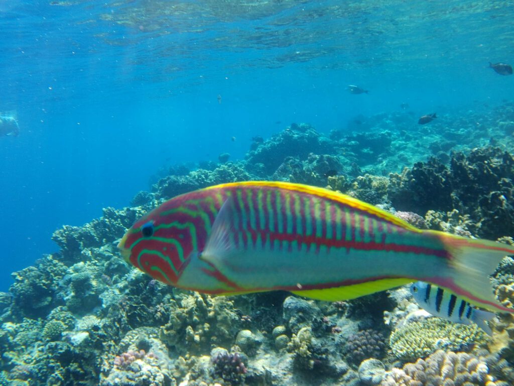 und hier ein Rotmeer-Junker